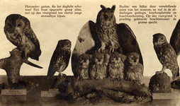 220365 Afbeelding van een groep opgezette uilen, onderdeel van de collectie van het Museum van Staatsbosbeheer, ...